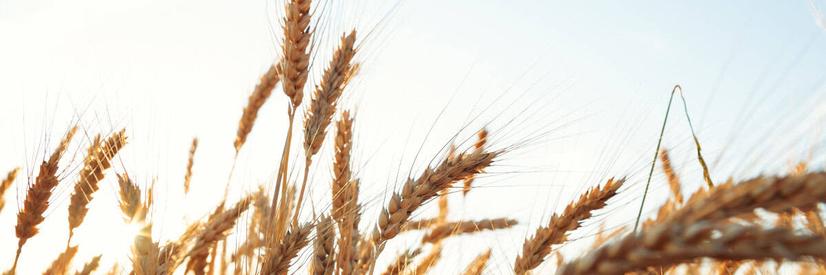 sowing and reaping